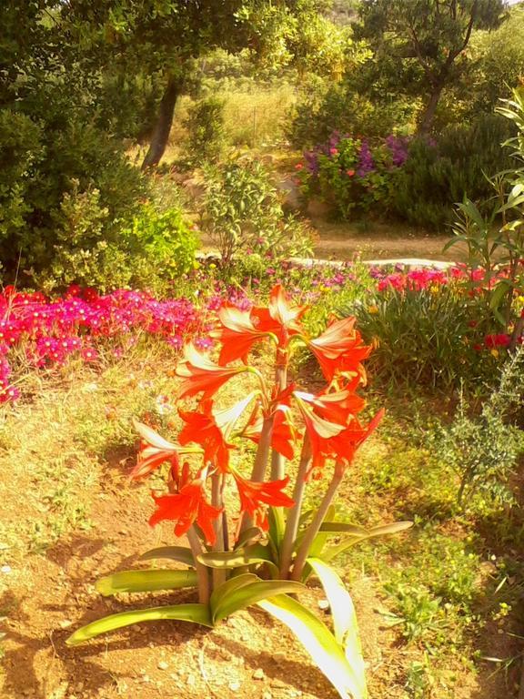 Farm Stay Gli Oleandri Loiri Porto San Paolo Ngoại thất bức ảnh