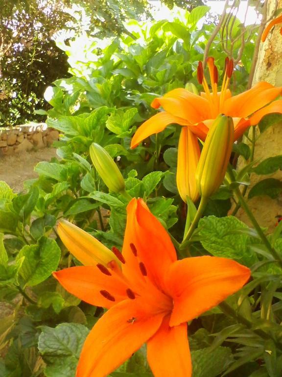Farm Stay Gli Oleandri Loiri Porto San Paolo Ngoại thất bức ảnh
