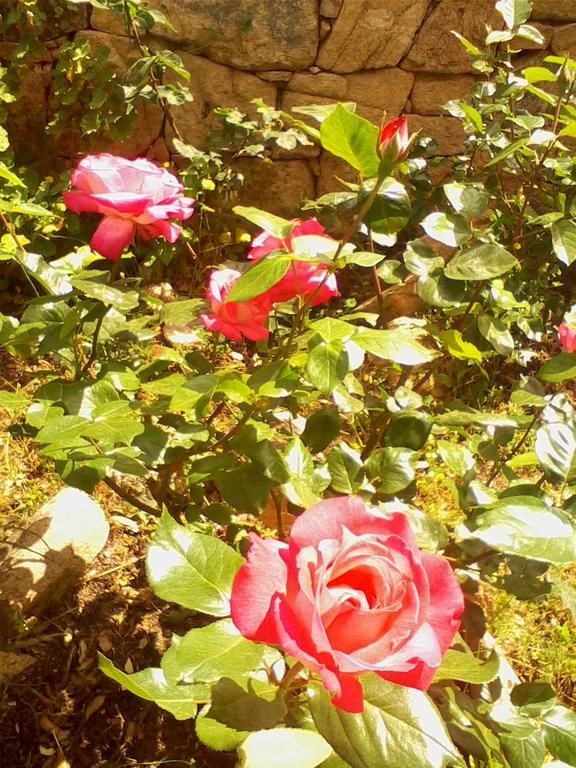 Farm Stay Gli Oleandri Loiri Porto San Paolo Ngoại thất bức ảnh